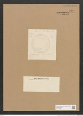 Diatomeae indet. (de-Toni-Nr.: Species 2427 ?) Zeichnungen Sammlung Grunow Nr. 5040 (NHMW-BOT-W0373299)